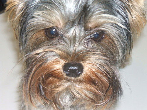 Татьяна Никольская