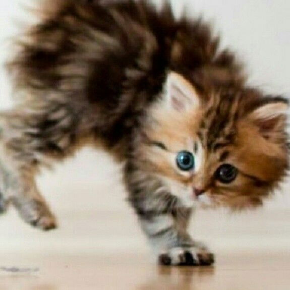 Катя Якунина