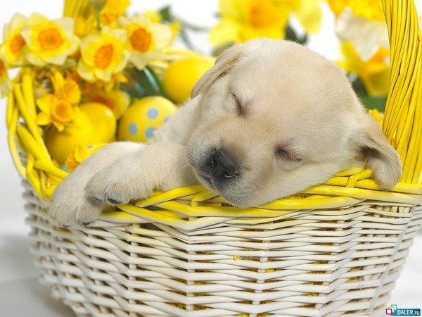 Татьяна Зиара