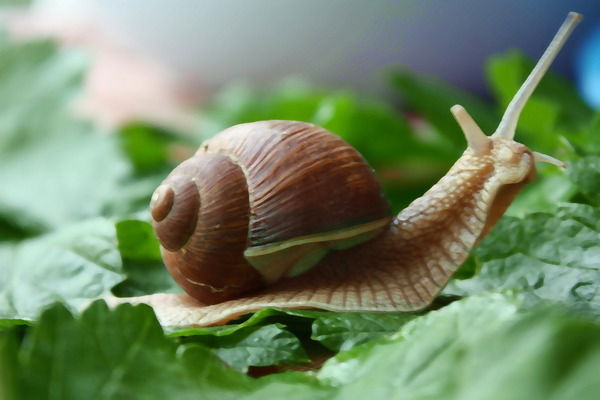 Людмила Покрас