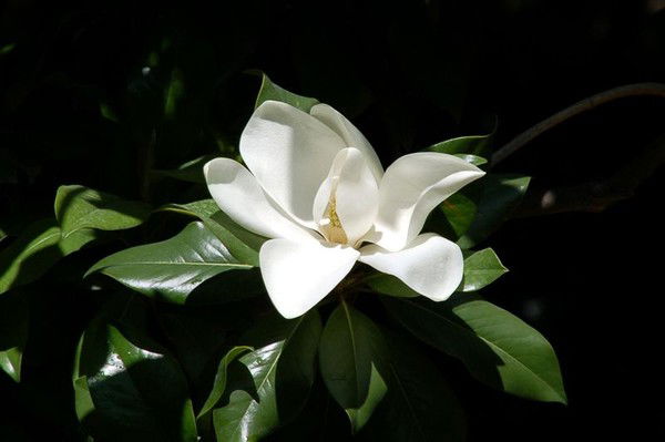 Магнолия ))))