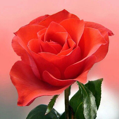 Галина Гордеева