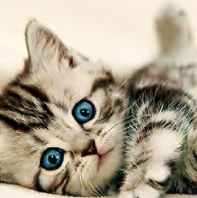 Котенок Мяу