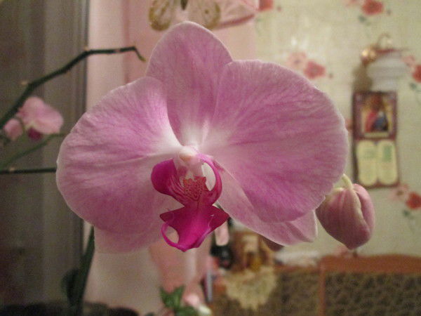 Оксана Григорьева