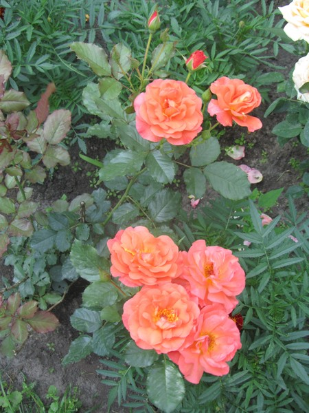 Светлана Михайлова