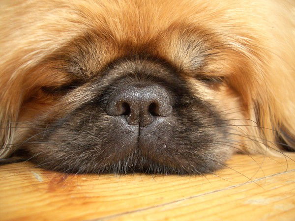 Дмитрий Дрыга