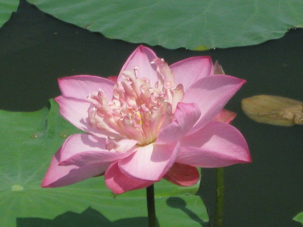 Екатерина Никитенко