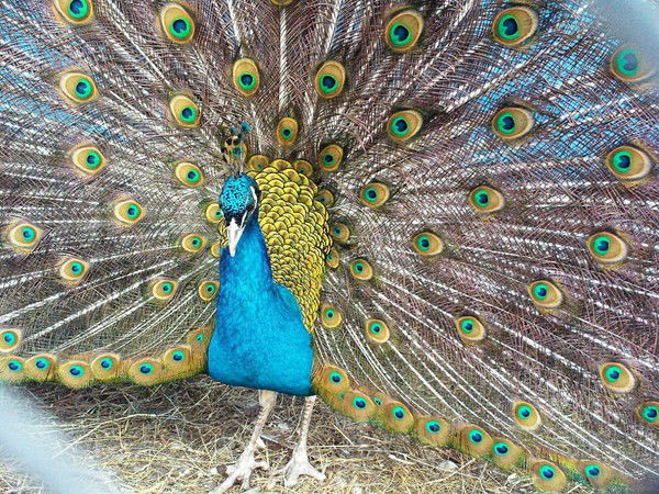 Елена Плисковская