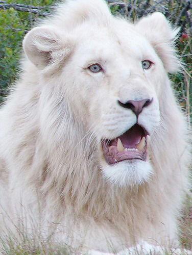 Андрей Гаврилов