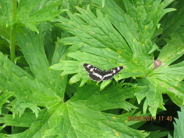 Гульсина Абдуллабаева