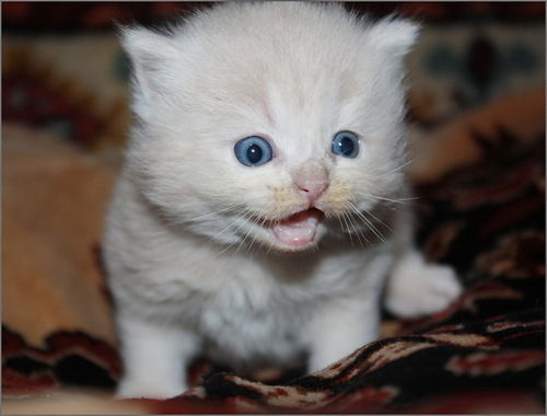 Ксюша Осипова