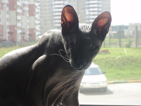 Инна Максимова