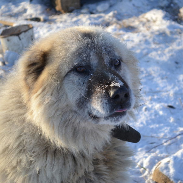 Алексей Грязнов