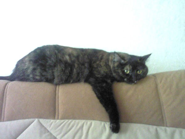 Елена Лебедева