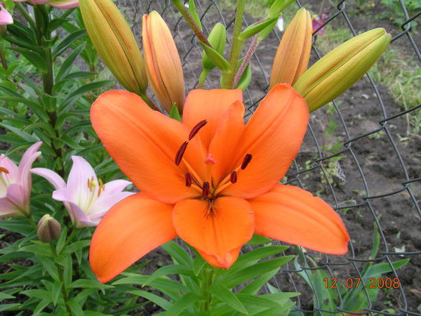 Светлана Фокина