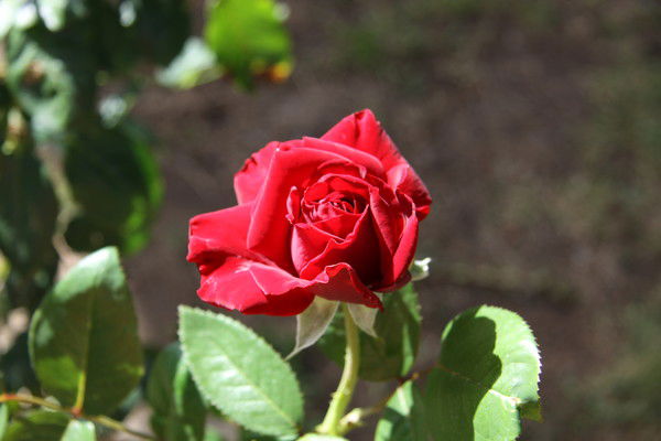 Ирина Башарина