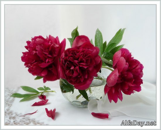 Елена Шипша