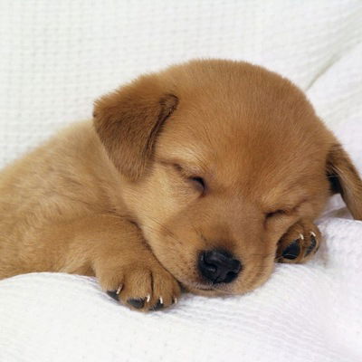 Адина Мейманкулова