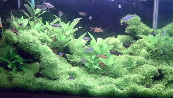 Виталий Лаленко