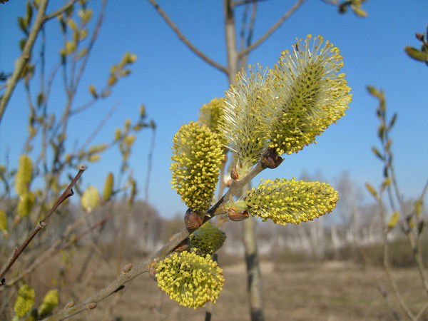 Елизавета Матвеева