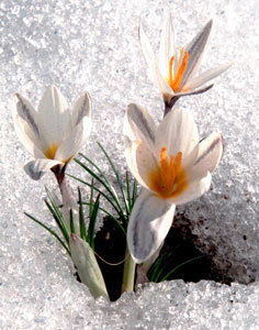 Гулсум Тусупбекова