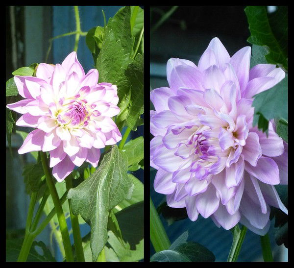 Пойловский Сдк Пойлово