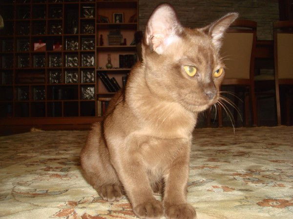 Оксана Мельник