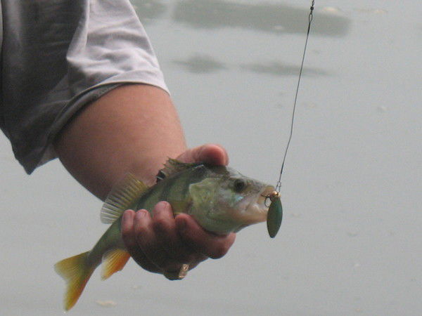 Александр Мягков