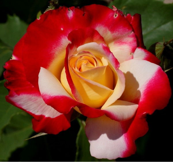 Бакыткул Усенова