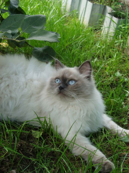 Ирина Цайтлер