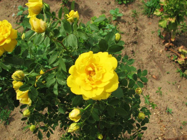 Надежда Чернявская