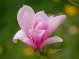 Гүлмира Назарбек