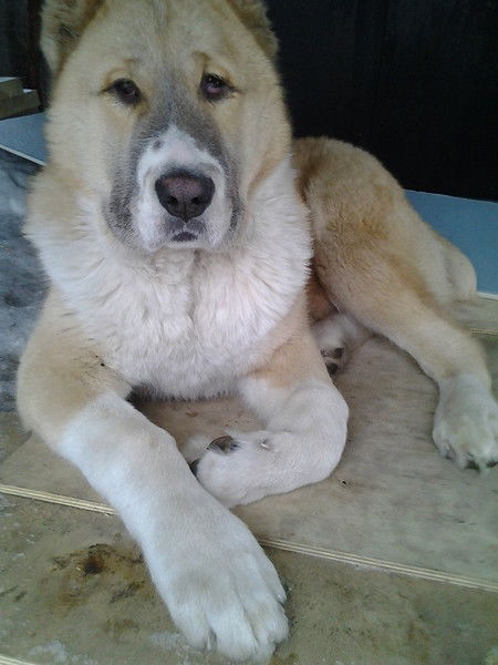 Андрей Сафошин