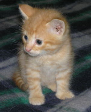 Рыжее Сокровище