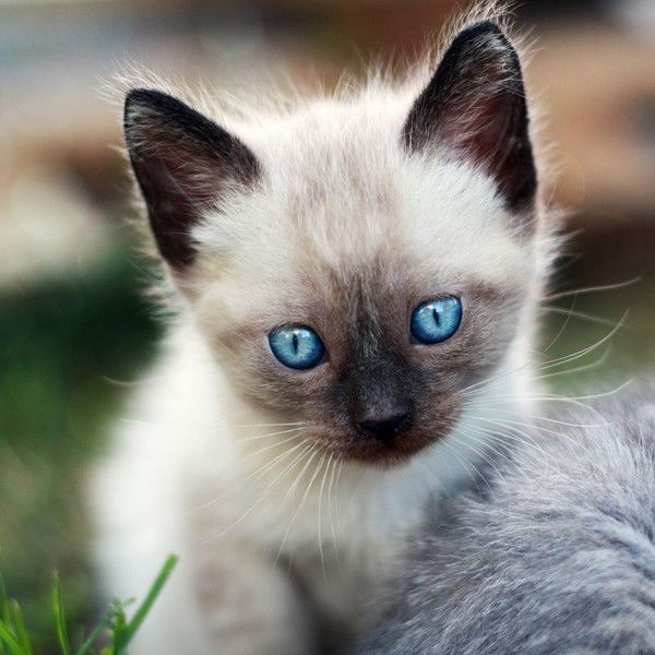 Георгий Косякин