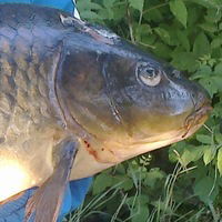 Ростік Головко