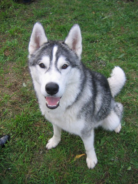 С Голубой Звезды