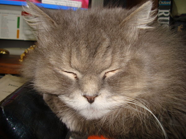 Игорь Панько