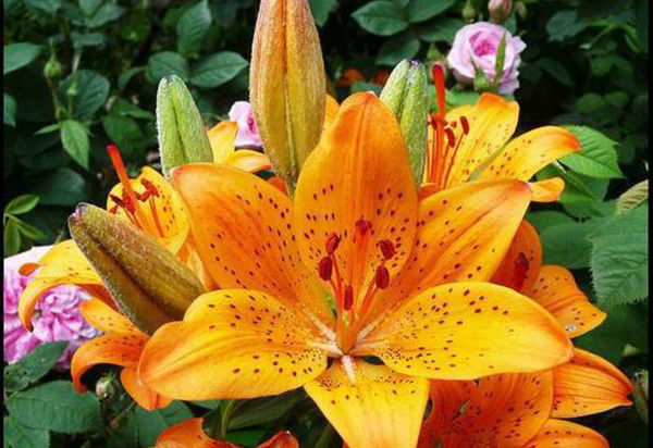 Наталия Курбонова