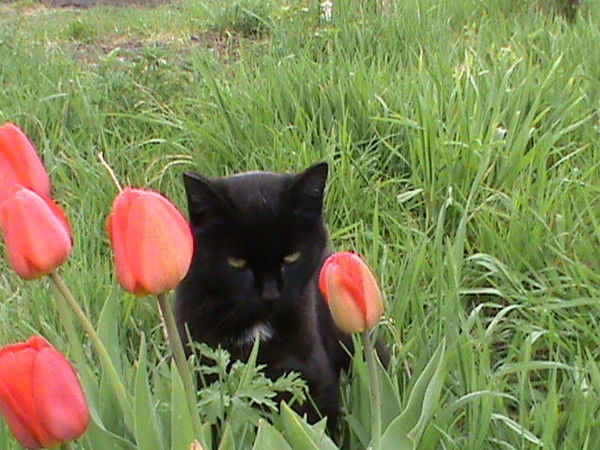 Владимир Калюжный