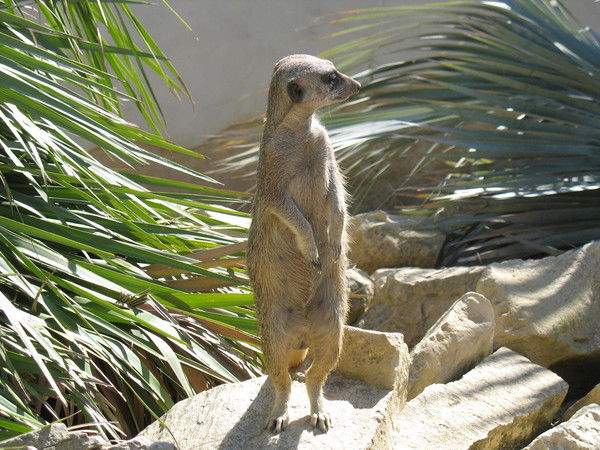 Андрей Мажуга