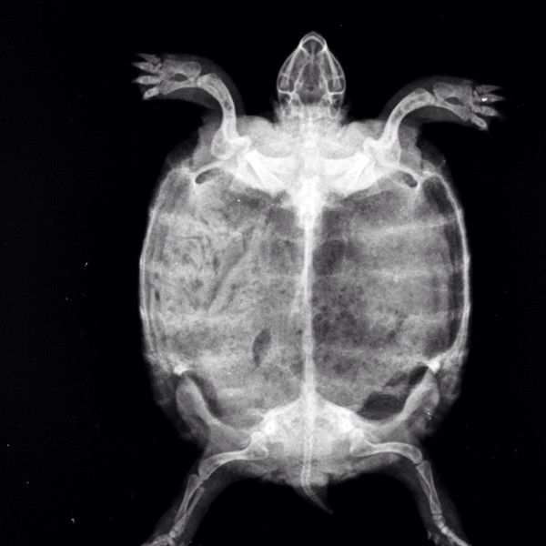 Анна Сергеевна Волынкина