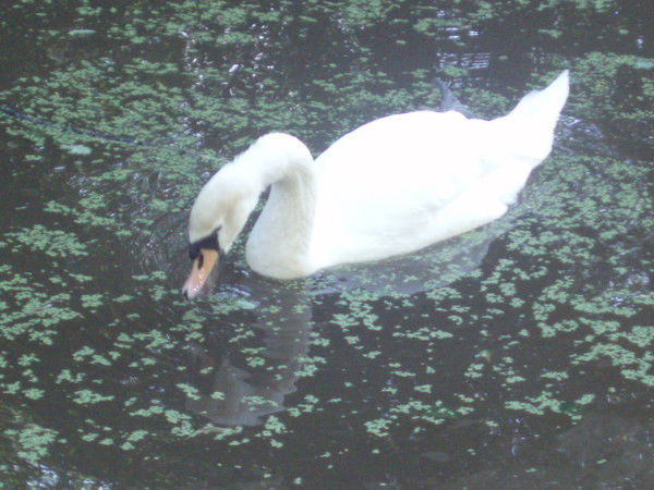 Денис Семенов