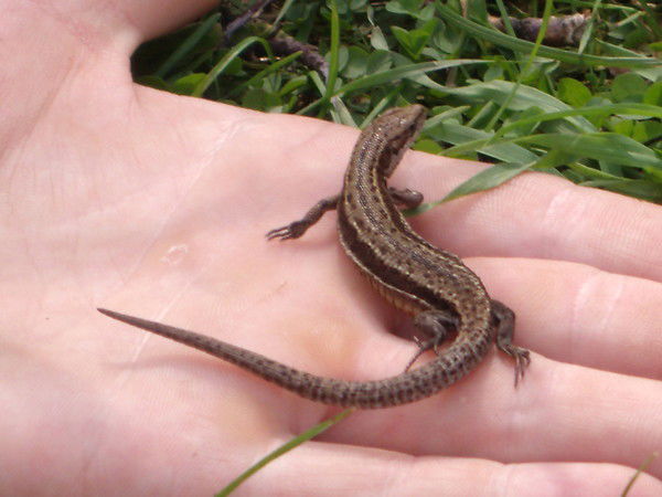 Софья Матисон