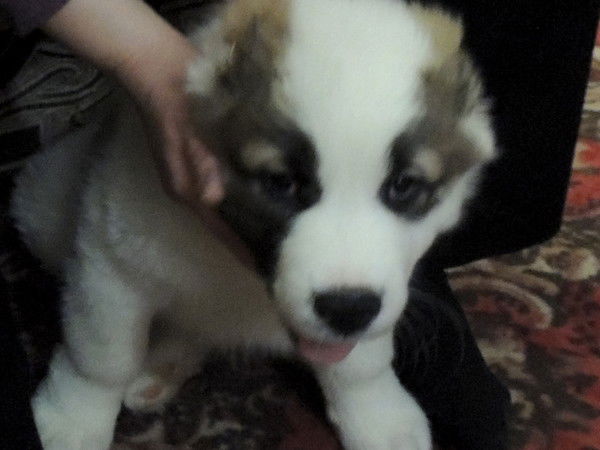 Дмитрий Алексеев