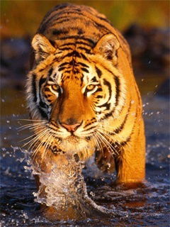 Михаил Галятов