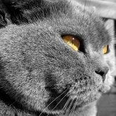 Сергей Первов