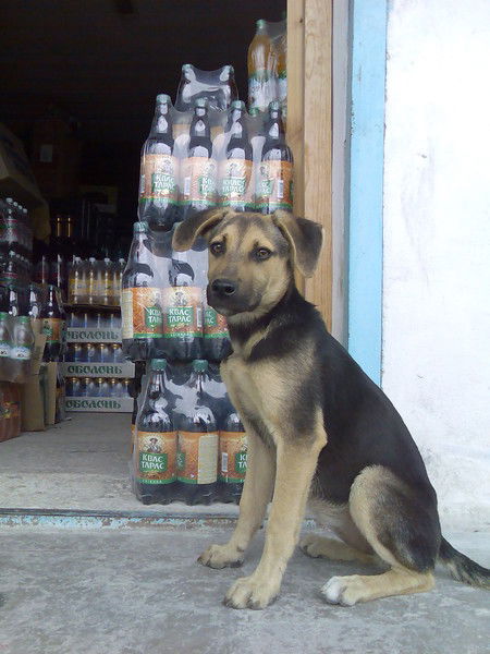 Алексей Казановский