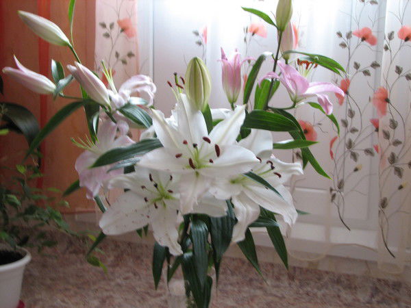 Валентина Мехтиева