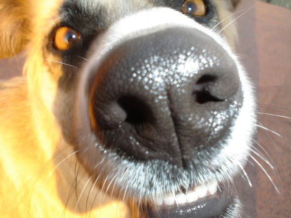 Дима Кузьмин